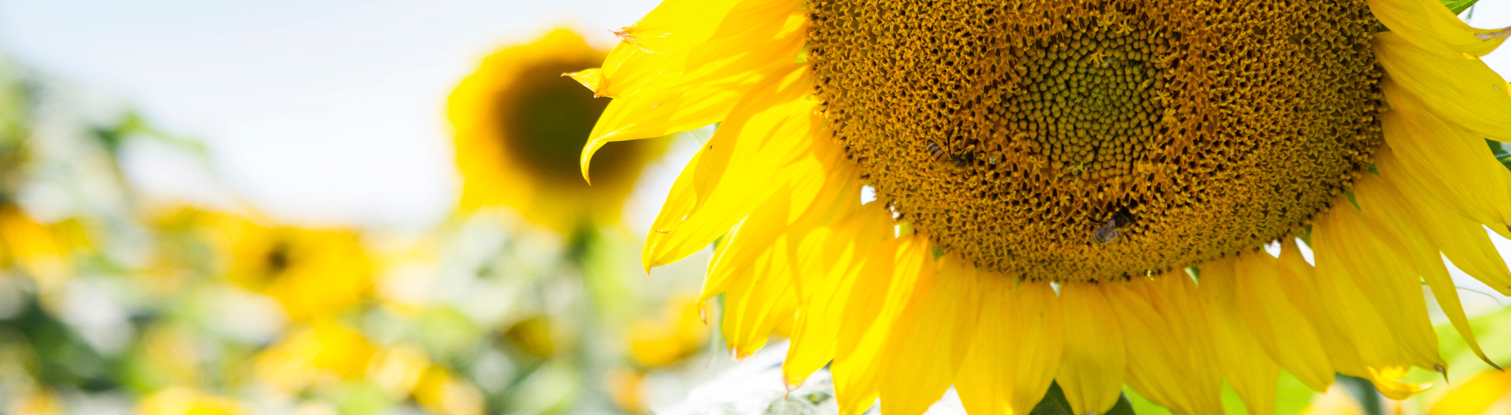 sunflower field